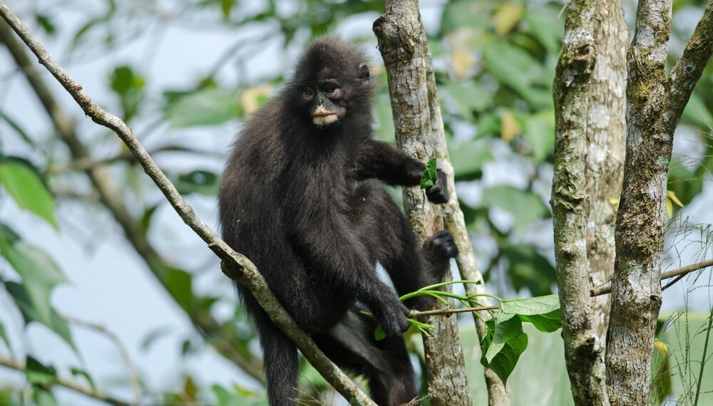 Shutterstock.com/ forest71