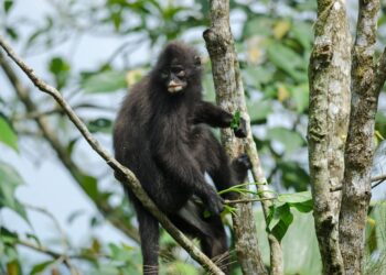 Shutterstock.com/ forest71