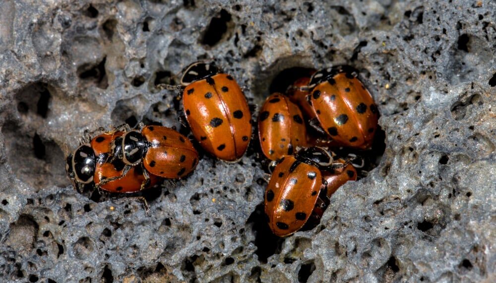 Shutterstock.com/ Hanjo Hellmann