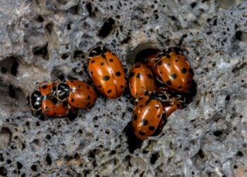 Shutterstock.com/ Hanjo Hellmann