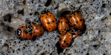 Shutterstock.com/ Hanjo Hellmann