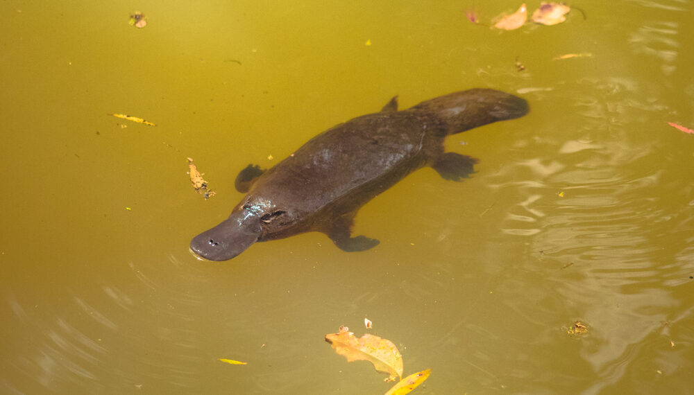 Shutterstock.com/ Coral Brunner