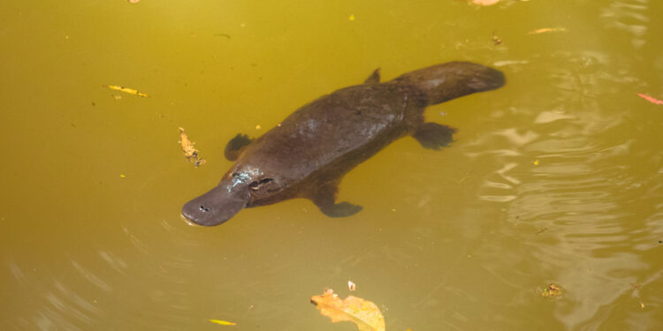 Shutterstock.com/ Coral Brunner