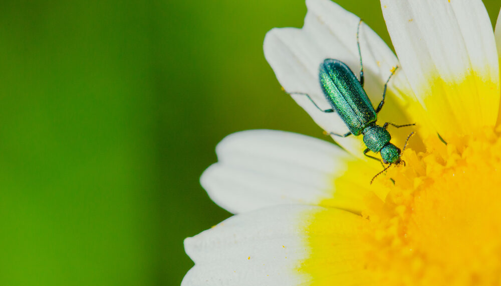 Shutterstock.com/ OscarSurmano