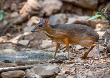 Shutterstock.com/ Independent birds