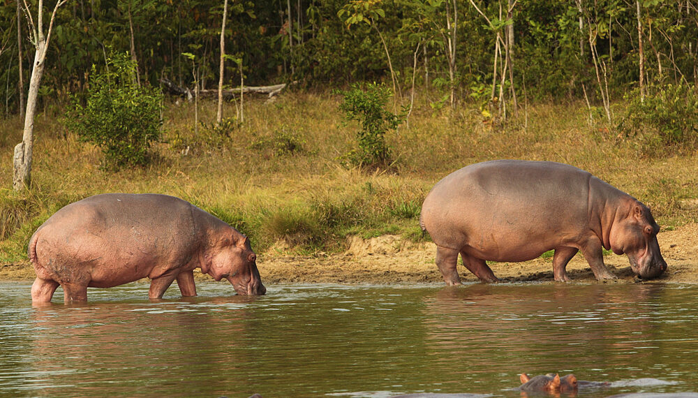 Shutterstock.com/ Perla Sofia