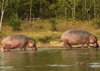 Shutterstock.com/ Perla Sofia