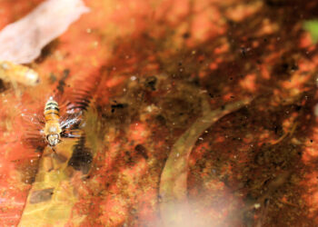 Shutterstock.com/ Wattlebird