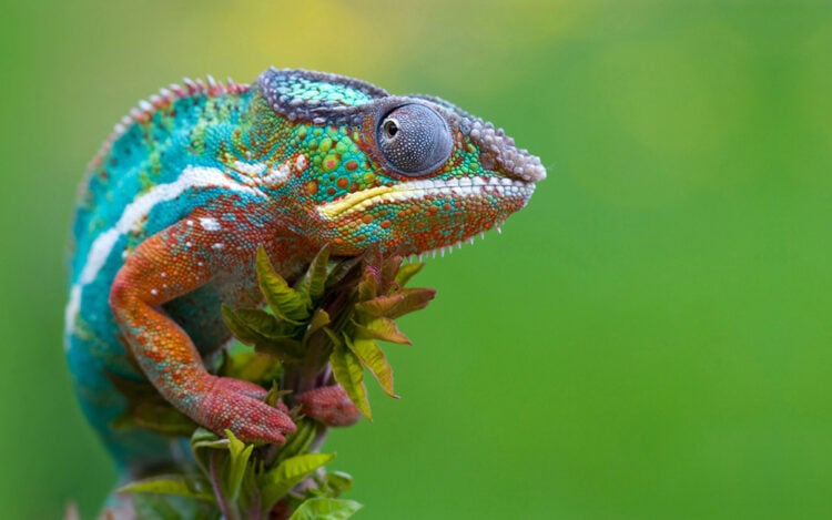 Shutterstock.com/ Neel Adsul
