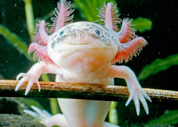 Shutterstock.com/  Arm001