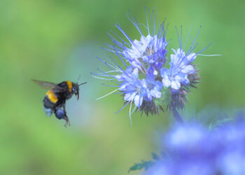 Shutterstock.com/ Serhii Brovko