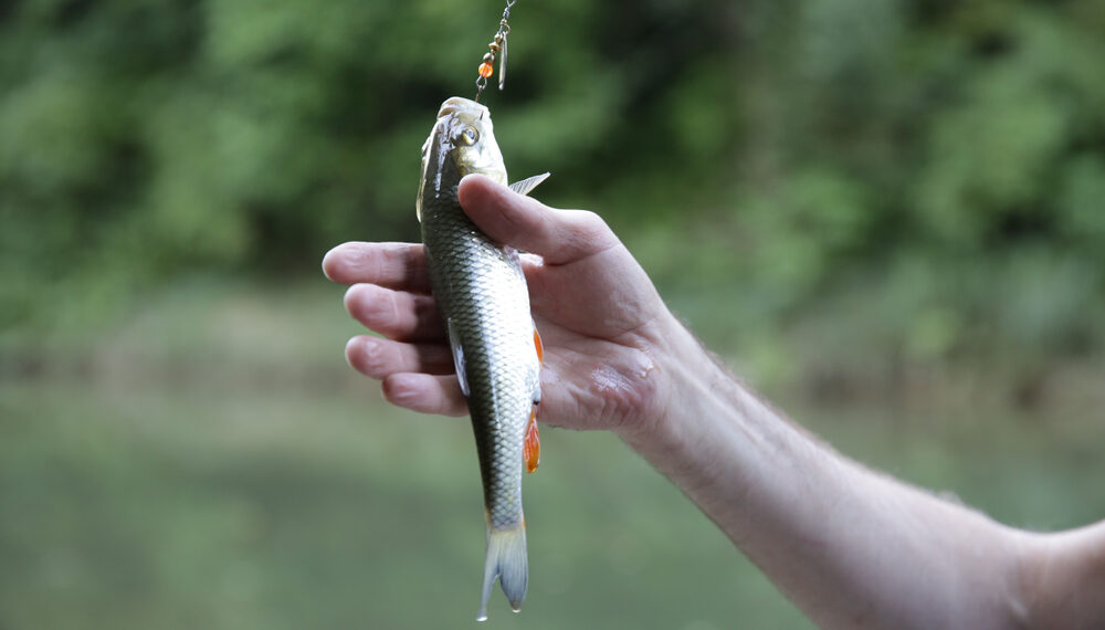 Shutterstock.com/ Irina Tarzian