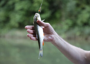 Shutterstock.com/ Irina Tarzian