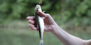 Shutterstock.com/ Irina Tarzian