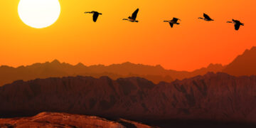 Shutterstock.com/ Protasov AN