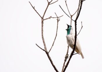 Shutterstock.com/ Leonardo Mercon