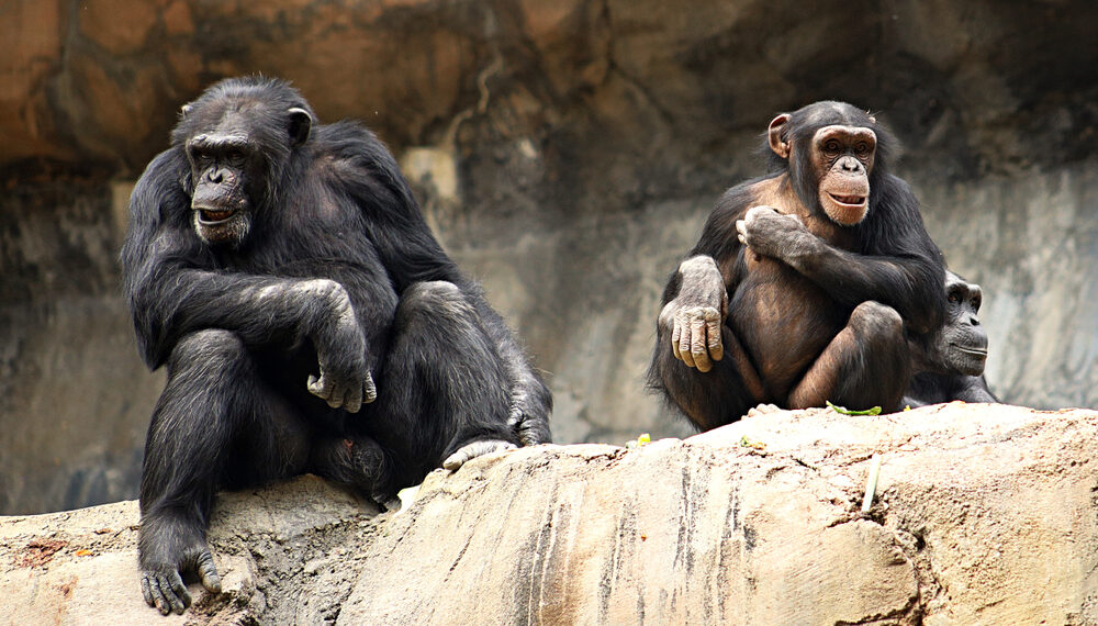 Shutterstock.com/ Lilly P. Green