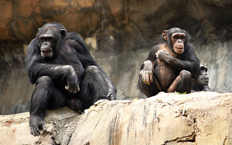 Shutterstock.com/ Lilly P. Green