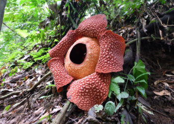 Darren Kurnia / Shutterstock.com