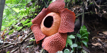 Darren Kurnia / Shutterstock.com