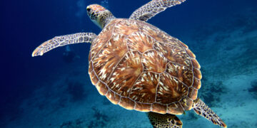 Shutterstock.com/ Kjeld Friis