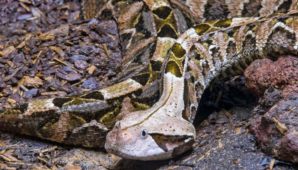 Shutterstock.com/  Danny Ye