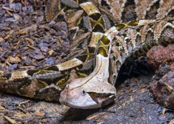 Shutterstock.com/  Danny Ye