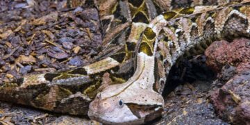 Shutterstock.com/  Danny Ye