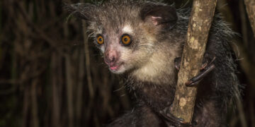 Shutterstock.com/  javarman