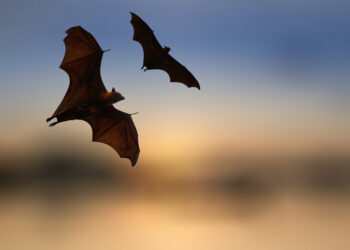 Shutterstock.com/ Art789