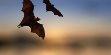 Shutterstock.com/ Art789