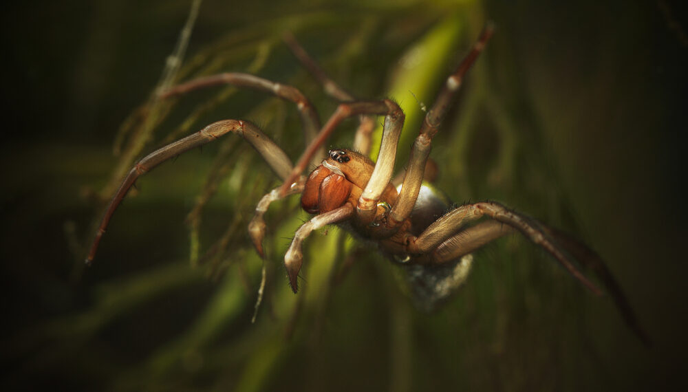 Shutterstock.com/ Pavel Krasensky