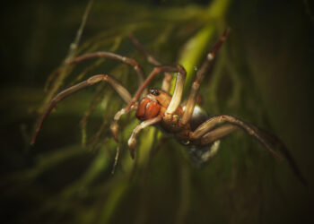 Shutterstock.com/ Pavel Krasensky