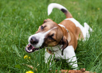 Shutterstock.com/ Aksana Lebedz