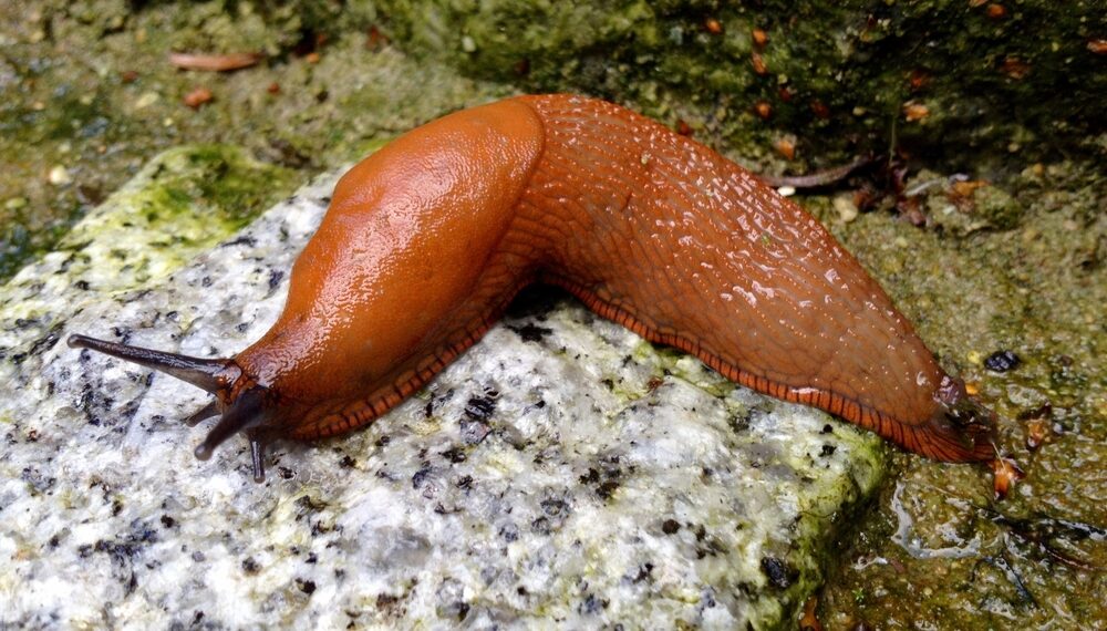 Shutterstock.com/ maerzkind