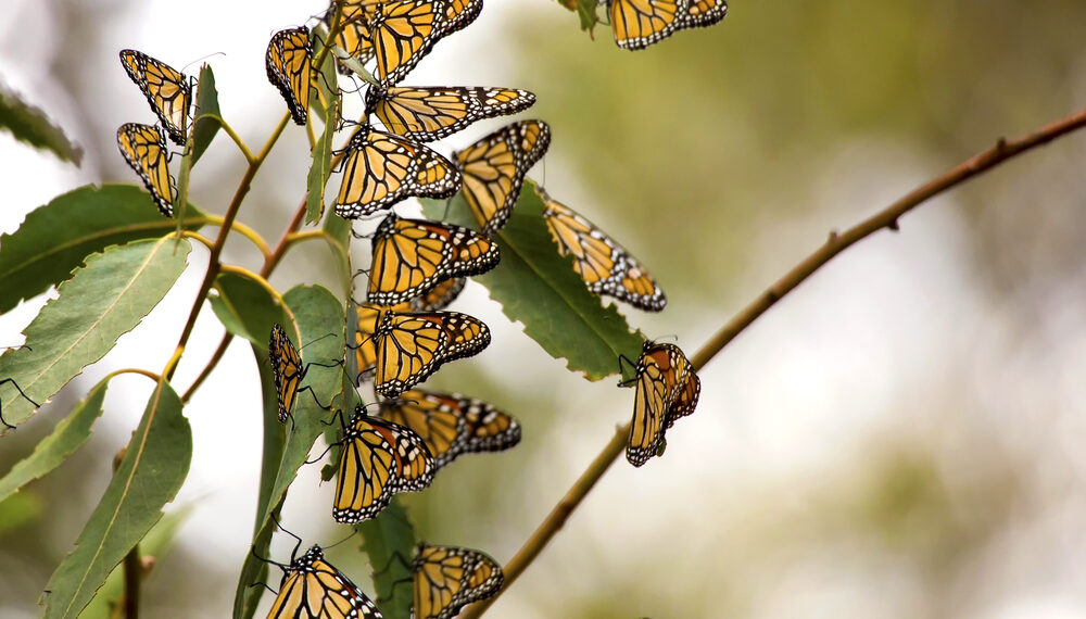 Shutterstock.com/ Bill Kennedy