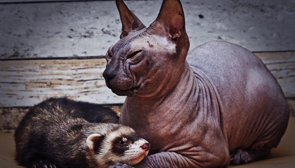 Shutterstock.com/ Best dog photo