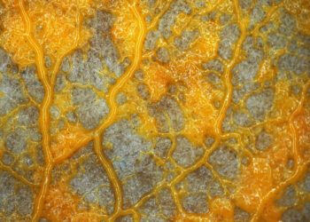 Shutterstock.com/ Simia Attentive