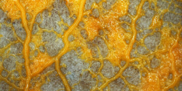 Shutterstock.com/ Simia Attentive