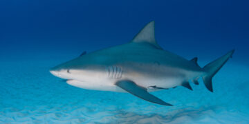 Shutterstock.com/ Shane Gross